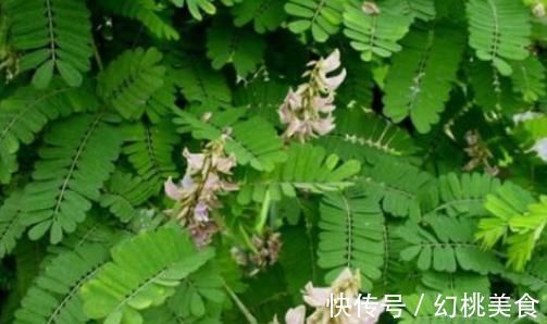 黄头草|乡下治胃痛的野草，也是风湿的“天敌”，其它中药统统靠边站！