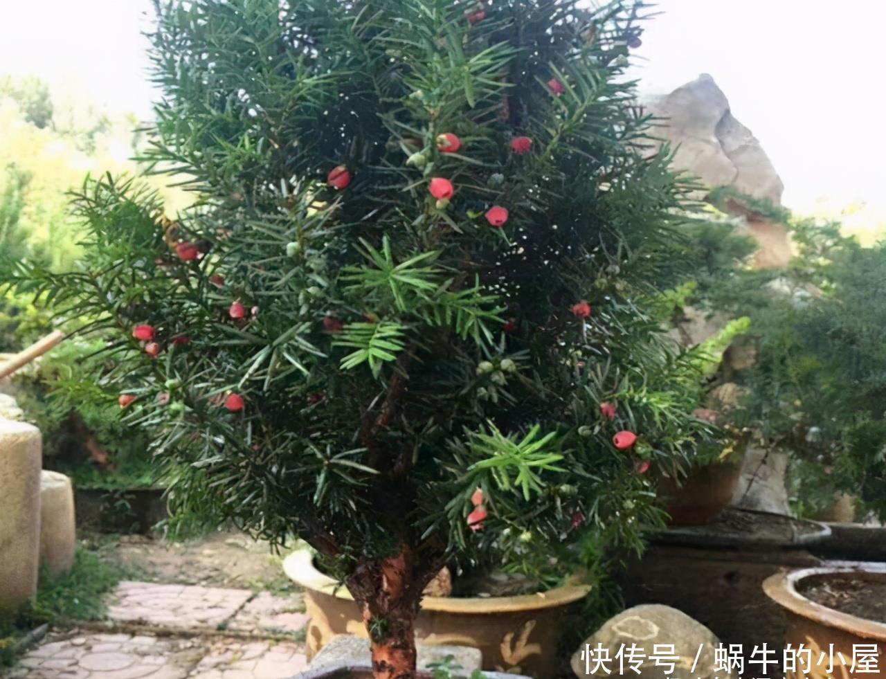 “熊猫”植物红豆杉,价值高价格贵,家里栽一株,美观又大气