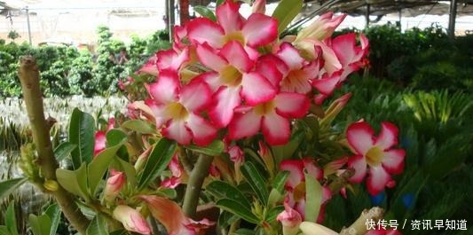 3种花，有个阳台就能养，盆越小开花越多，轻松开成花园