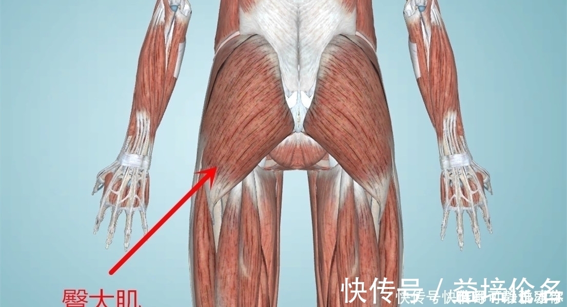 骨盆|只用板凳就能健身，用这5个动作锻炼下肢，每一个都是增肌神器