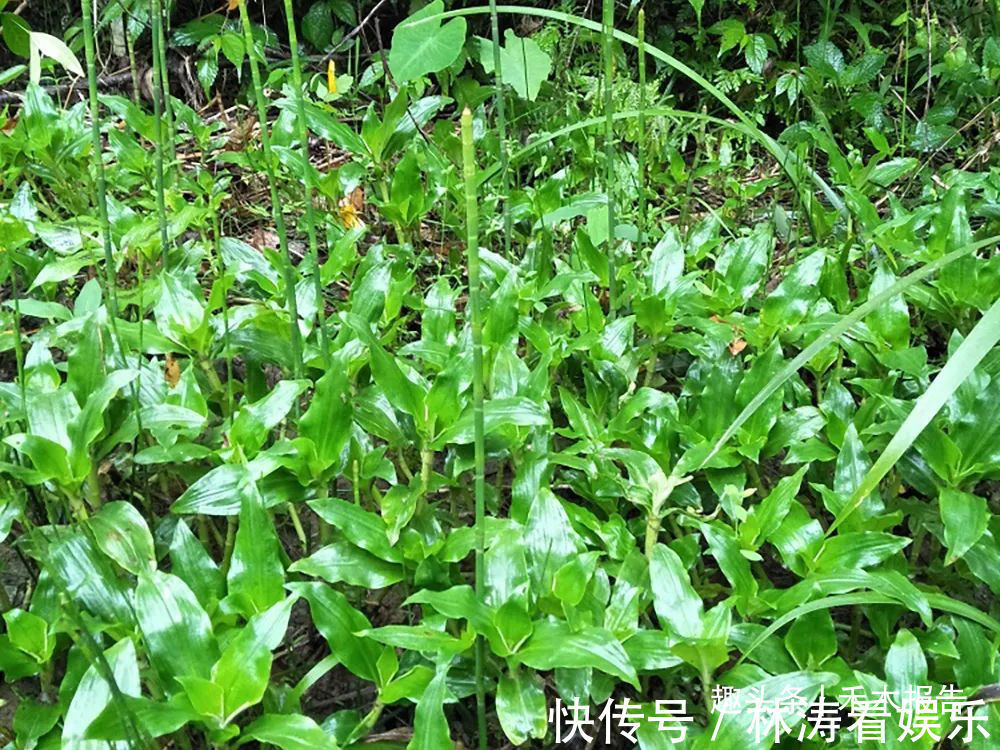 大苞|俗称“癌草”,价值很珍贵,用来炖豆腐是一绝,可别当杂草除掉了