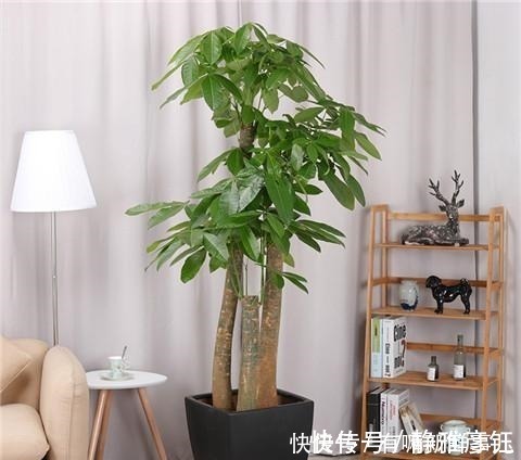 叶片|发财树学会这样浇水,叶片越来越浓绿!发财树学会这样浇水,叶片越来越浓绿!