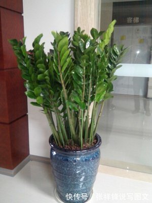 观赏植物|摇钱树（金钱树）是通常观赏植物，在养护过程中做到以下几点：就会发芽生长