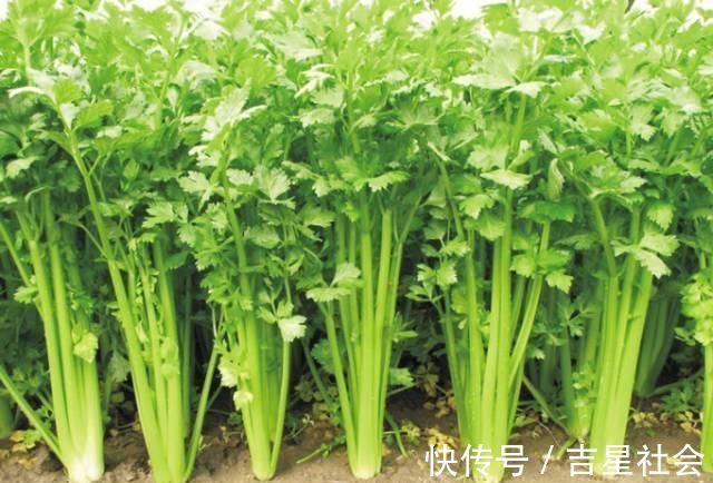 毛细血管|芹菜虽好,但吃了芹菜后,别再食用此种食物,告诉家里人