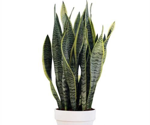 养多肉、芦荟、虎皮兰用此土,叶子圆滑厚实,长势就是好