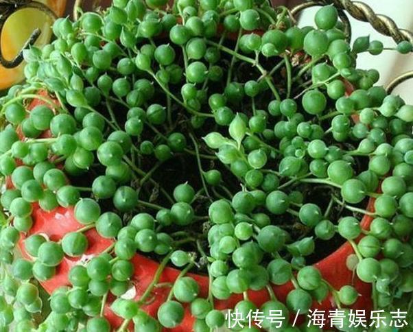 养花缺少磷钾肥学会自制技巧，往花盆里放一点养啥植物都旺