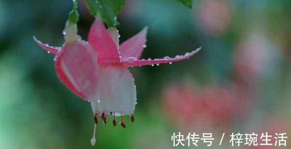 现在最流行养这2种花, 开花时如瀑布, 花期一年300多天