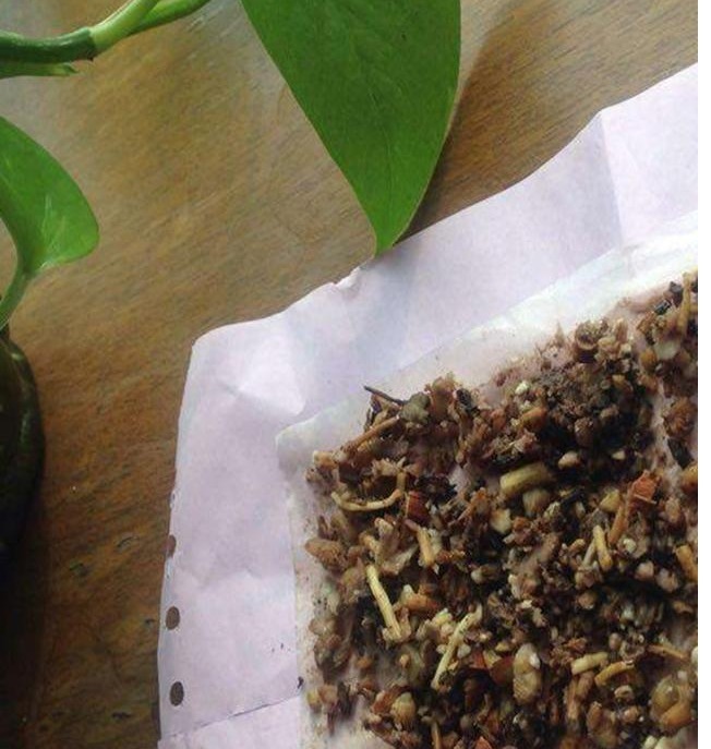 以下“2种”药,对于养兰花的人来说,是不可多得的好“肥”