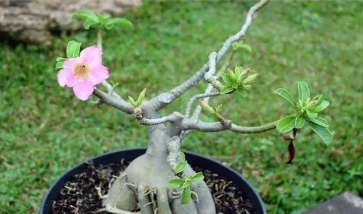 这“几种花”很便宜，养成“盆景”后，变身为“高价”盆栽！