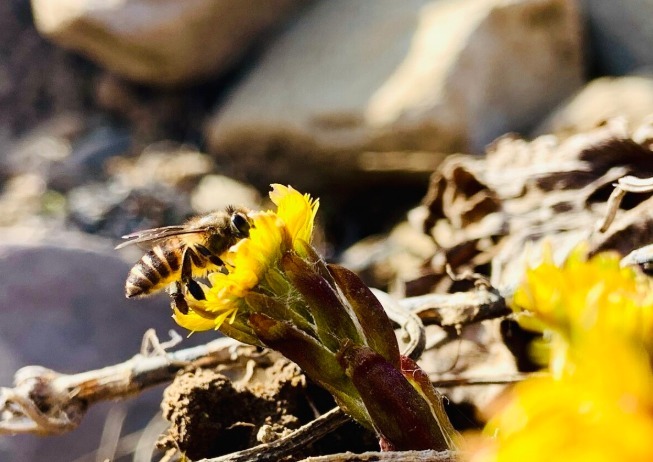 中药|有一味中药是咳痰良药，润肺降逆，咳嗽新久、寒热、虚实均可用