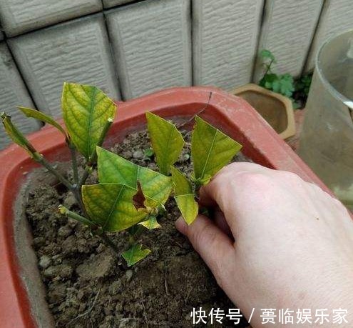 终于等到了扦插季,这两种花赶紧买,以后就不用买了!