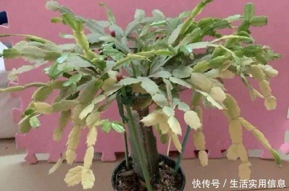 特欠剪的花,越剪越好看,花开不断!特欠剪的花,越剪越好看,花开不断!