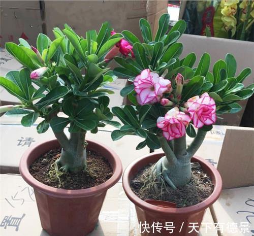 花卉|5种“漂亮花”，平时少浇水，旱不死，开花更准时