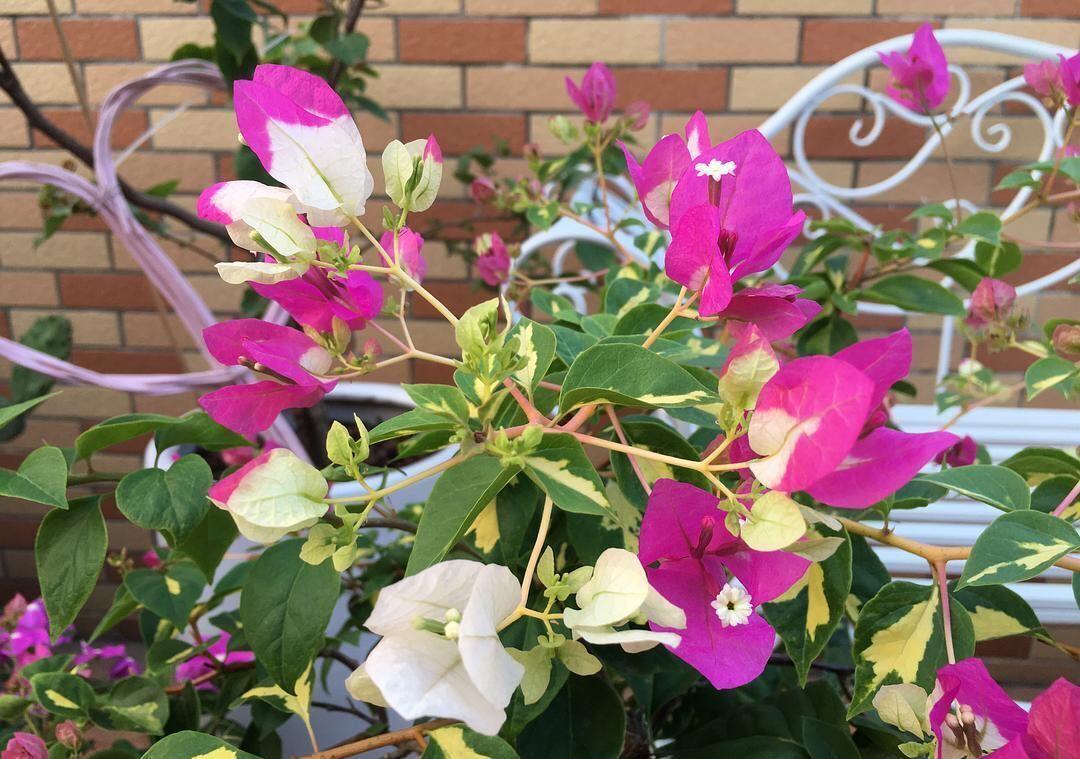 耐寒的4种三角梅,漂亮又勤花,严寒天气也不怕,花朵呼呼开爆盆