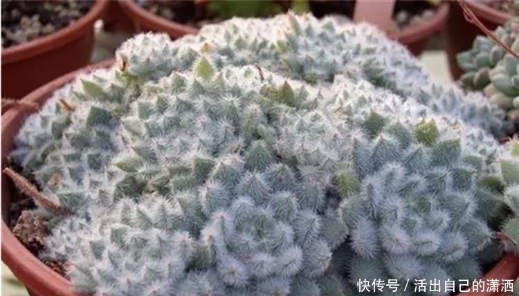 这些毛绒绒的多肉不要太萌!见到了就要买回家的萌宝~