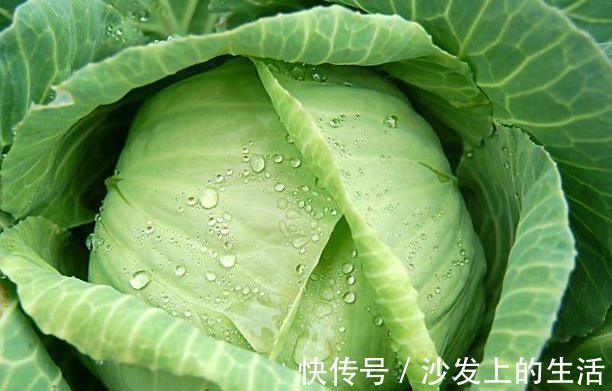 长寿秘诀|冬天必吃的4种蔬菜,老中医的长寿秘诀,胜过一堆“补药”