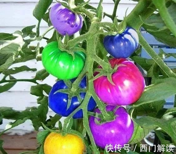 你绝对没见过的奇特的瓜果蔬菜!大开眼界!