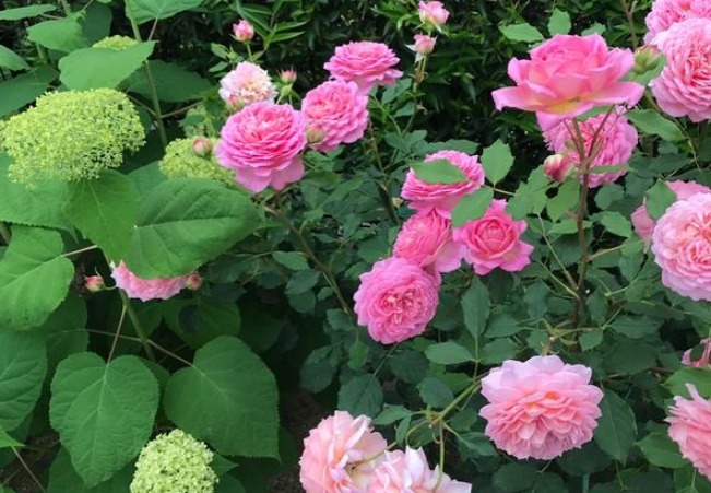 此花漂亮不输牡丹，香味超过茉莉，养一盆花香四溢，家中种植必备