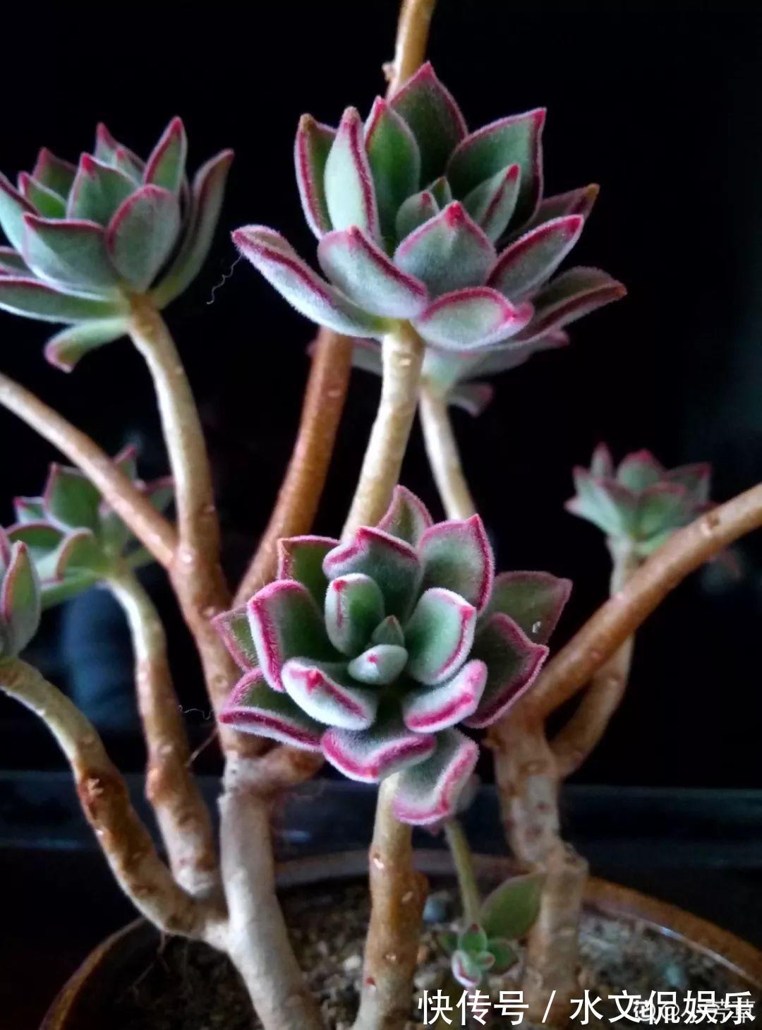 玉缀|秋天买多肉，认准这点，长得胖嘟嘟窜出一圈小芽！