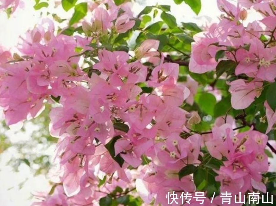 三角梅|养花试试这几款，花开繁盛花香怡人，四季繁花似锦，姿色艳丽