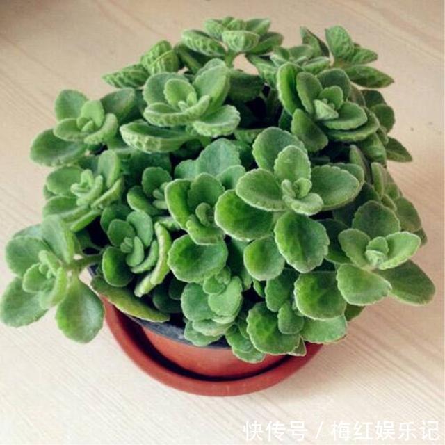 碰碰香|能“养人”的四种花，好养不怕热，可凉拌可泡茶，还能驱蚊子