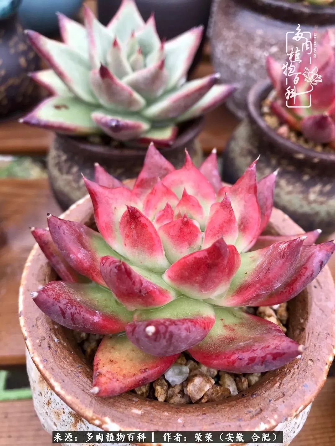 金秋时节，变化带来的惊喜不正是养肉的乐趣所在么！