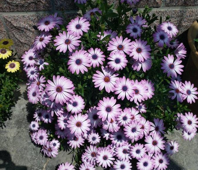 “欠修理”的花，不修不旺，剪剪花多，别舍不得