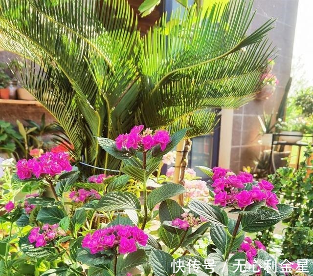 矾根|为了300㎡露台花园,毫不犹豫买了这房子,在城市屋顶过上田园生活!