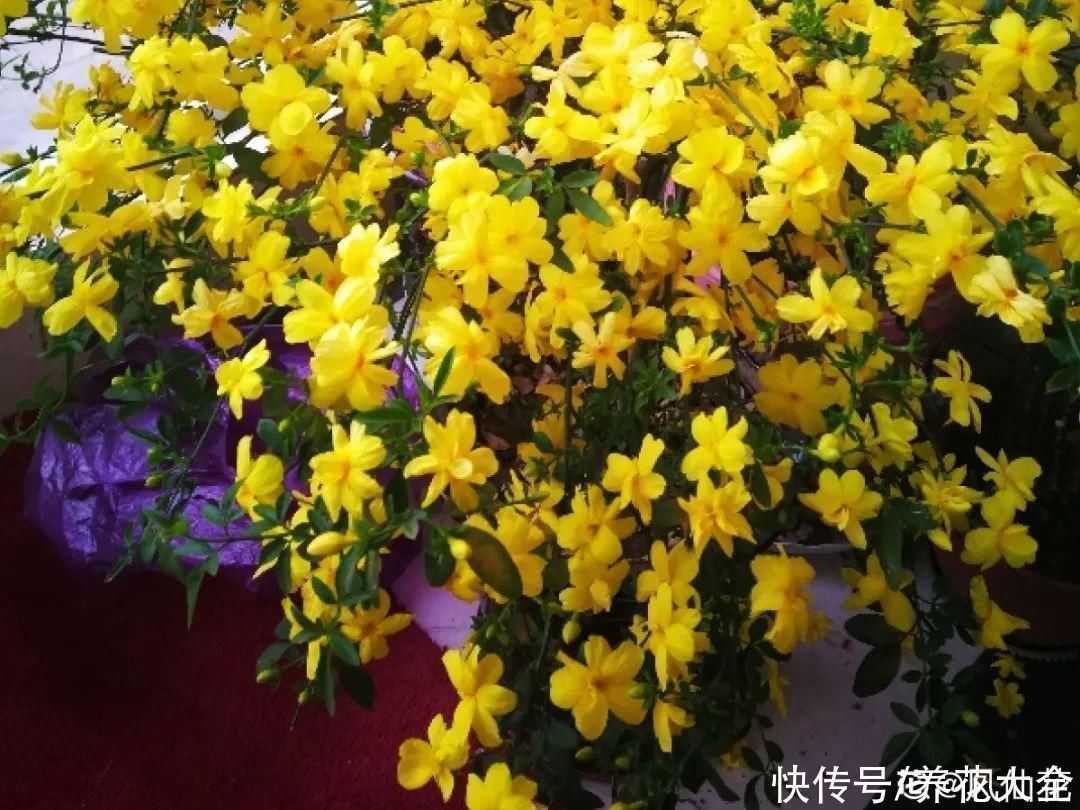 16种特长寿的植物,养十年以上,那都算年轻