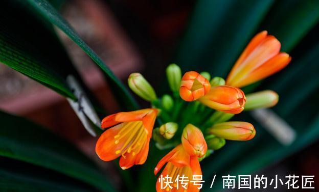 老花匠给君子兰换盆的口诀，句句在理，简单又易懂，看看没有坏处