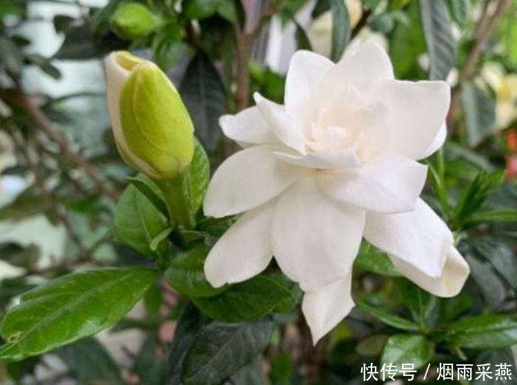 几种花花期长达半年，养在家里繁花似锦，清新脱俗