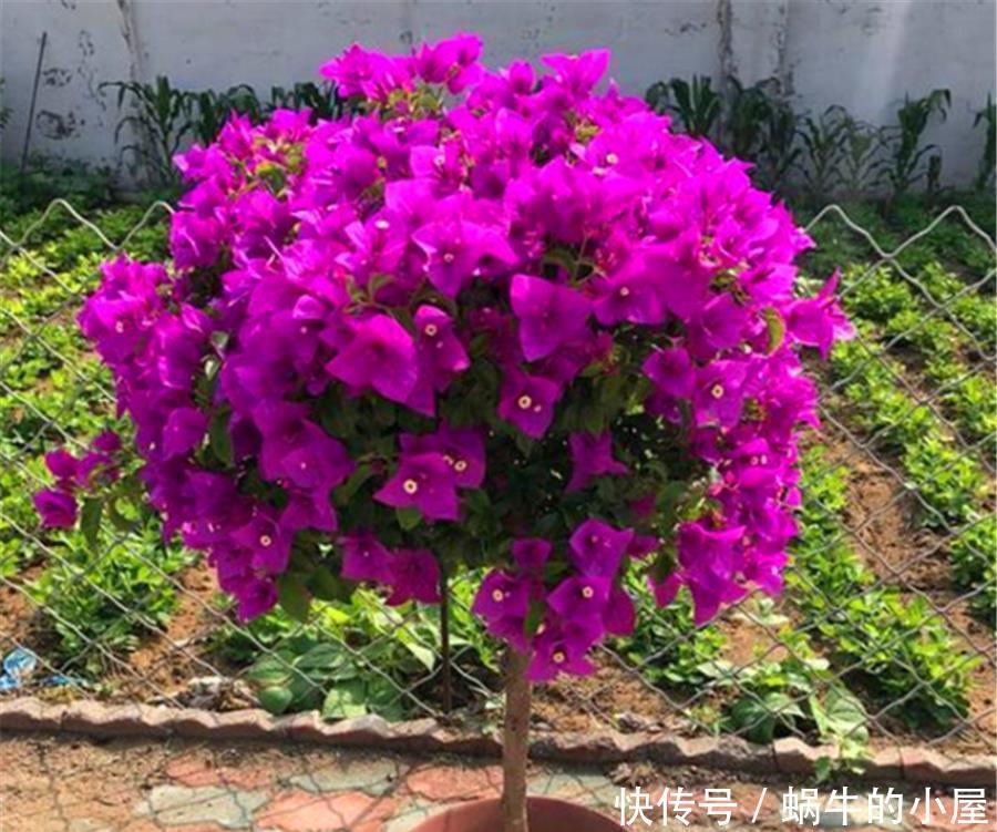 春天三角梅装死怎么办？一搬二剪三加料，新叶蹭蹭长，花苞满枝头