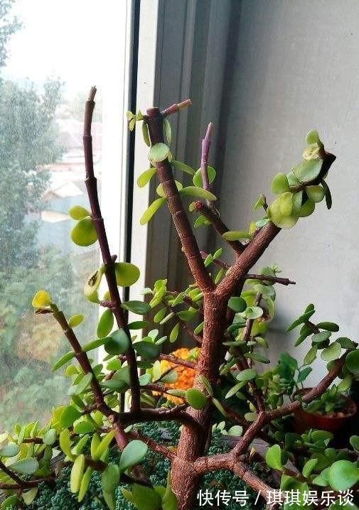 金枝玉叶掉叶子怎么办金枝玉叶叶子一碰就掉原因及解决方法