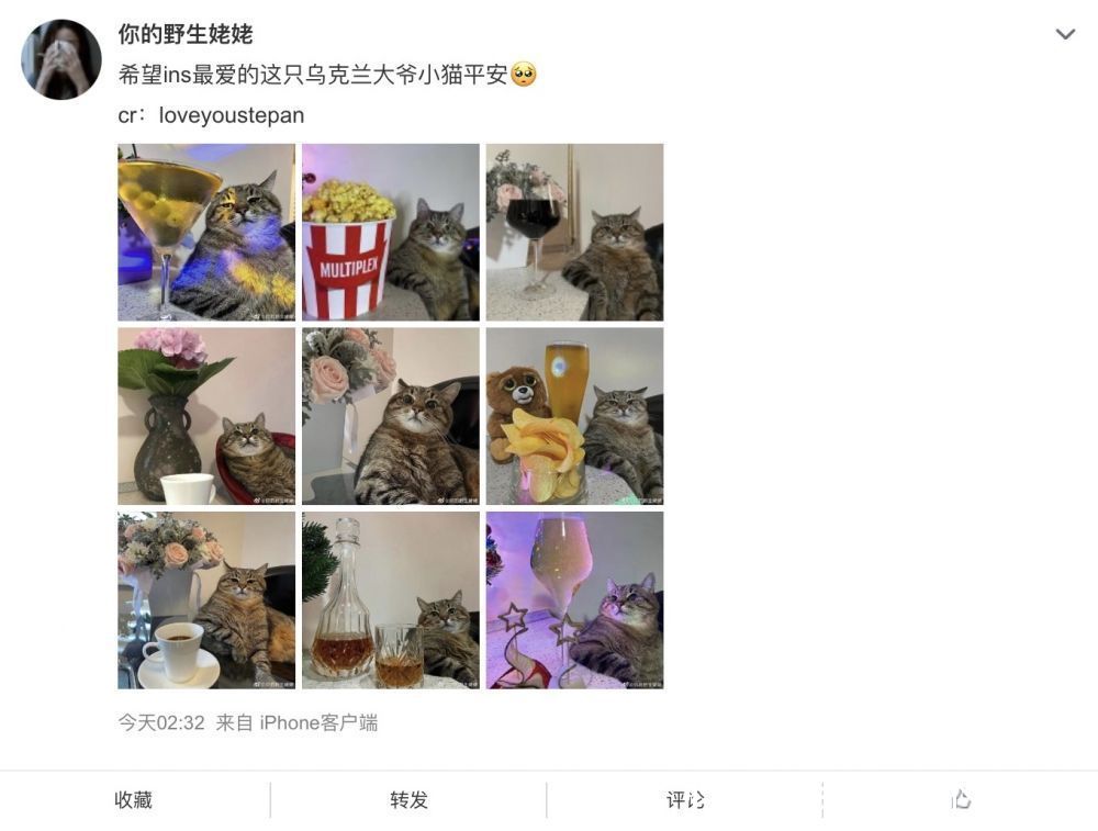 Step网红猫 Stepan 官方 Instagram 账号呼吁和平