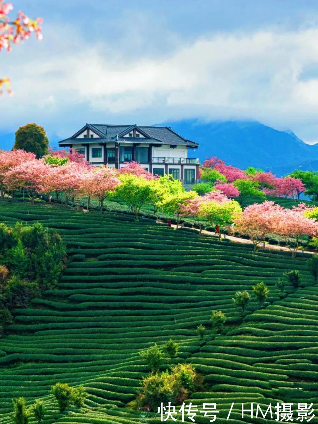 福建的“阿里山”，永福樱花进入最佳观赏期