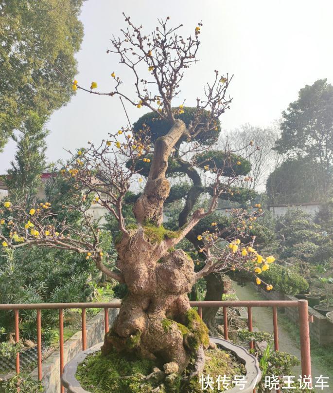 花盆|冬季观赏型花木:腊梅,盆栽记住4点,有枝有花,摆客厅超赞