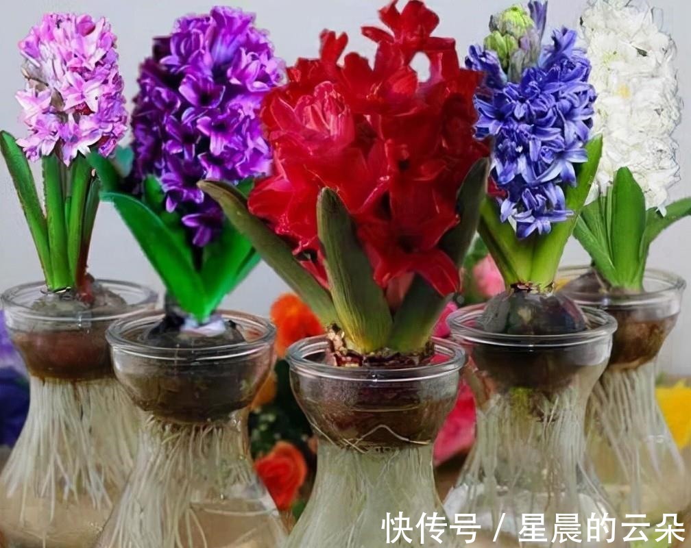 水仙花|养这5种盆栽，0℃都开花，且最后一种花期超长，像假花一样