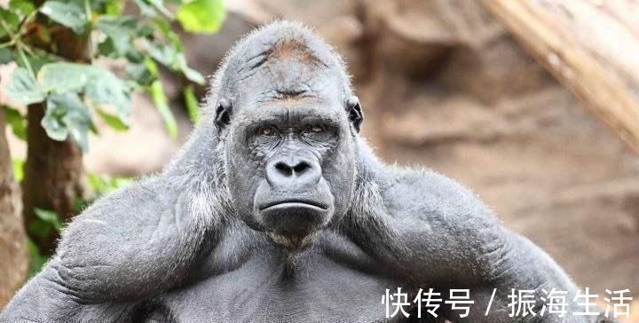 蛋白粉|大猩猩不吃牛肉,不喝蛋白粉,为什么肌肉比健美选手还生猛