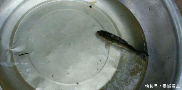 鱼钩|没想到还能这样钓鱼,一看就是个高手