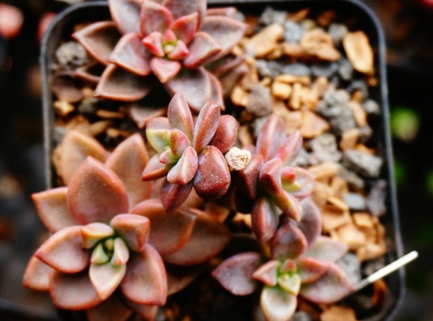 这六种多肉适合夏天养,便宜又好养,夏天也难养死,并且观赏性强