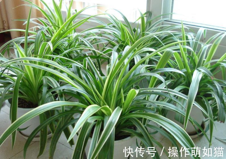 6种花爱“吃土”,10月赶紧换盆,不然长势弱来年花量减半