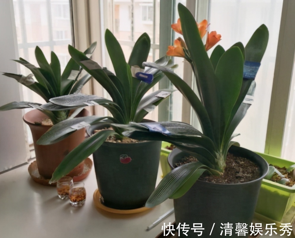 君子兰有“四爱”知道么?这是养好它的关键,也能轻松养开花