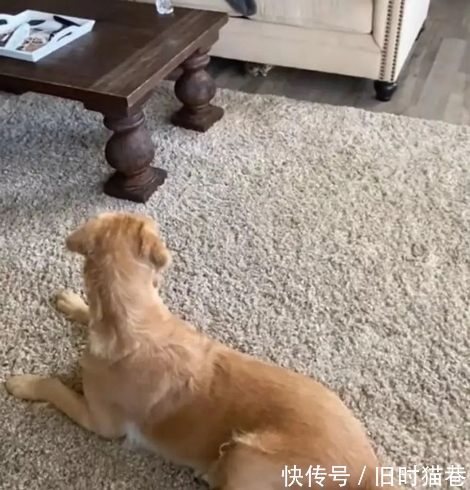 |大金毛第一次看到小奶猫,举动超搞笑:这是什么玩意?
