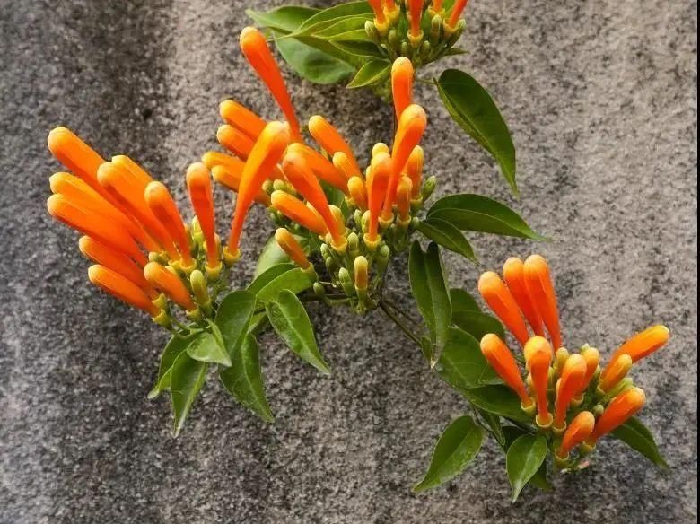 “百花之王”来广州了！这些地方隐藏了大片花海，爱了爱了