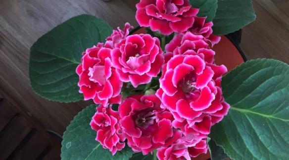 维生素、阿莫西林,秋季盆栽花草用一些,病虫害少很多!