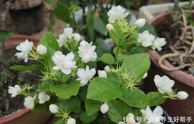 5种花卉，最爱“毒日头”，越晒越开花，千万别放屋里养！