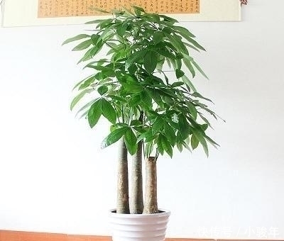 生活家|客厅不能乱养“花”,这种花被称为“破财花”,再好看也不要养