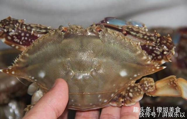 买梭子蟹不会挑老渔民教你1招挑螃蟹,保准个个鲜肥,太香了