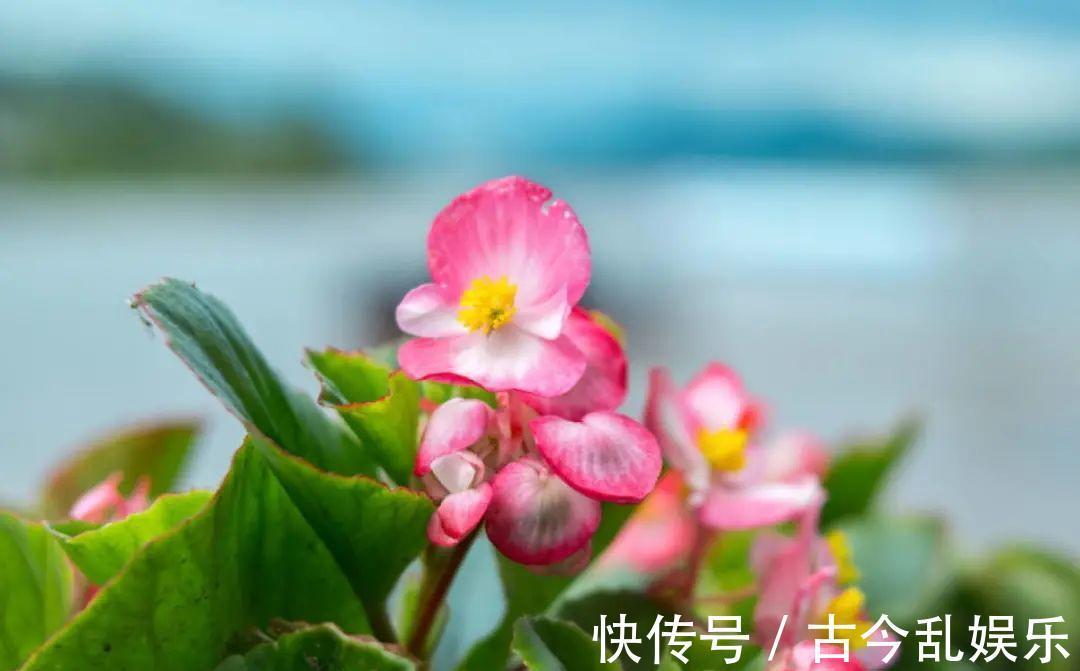 天竺葵|适合秋天养的12种花,耐阴又耐寒,秋冬长得更精神