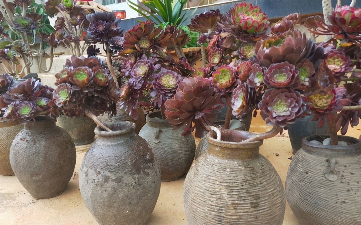 旧坛|十多年前的老坛子,收集起来打孔改造,用来种多肉可不是一般的美